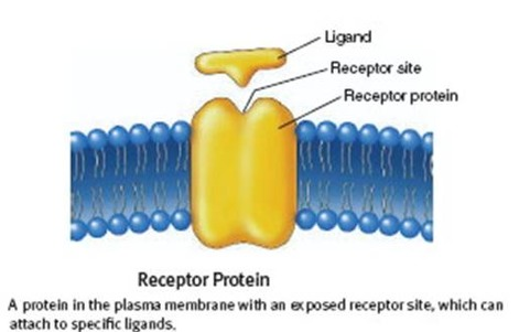 <p>Integral proteins embedded in the cell membrane and that take part in cell communication with outside environment. Many drugs target ___ ____. Different cells have different ____ ____. Each _____ _____ can only bind to a few ranges of liquids.</p><p>All ____ ____ are grouped into 3 types: Ligand gated ion channels, G-Protein coupled receptors and enzyme linked receptors.</p><p>The image attached outlines what ____ ____ are usually drawn to look like.</p>