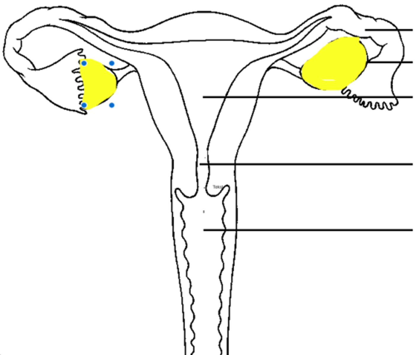 <p>hormoon dat door de geslachtsorganen wordt aangemaakt</p>