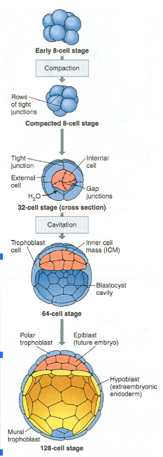 <p>layer of tissue on the outside of a mammalian blastula, supplying the embryo with nourishment and forms major part of the placenta </p>