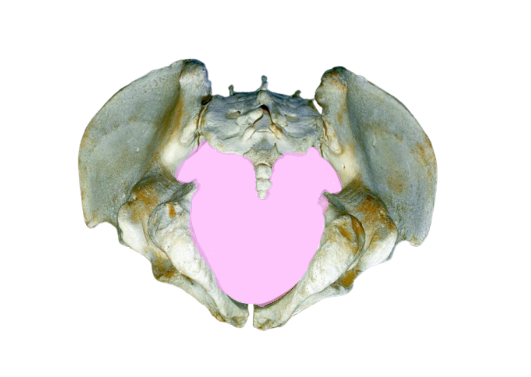 <p>The inferior view of the Pelvis is called</p>