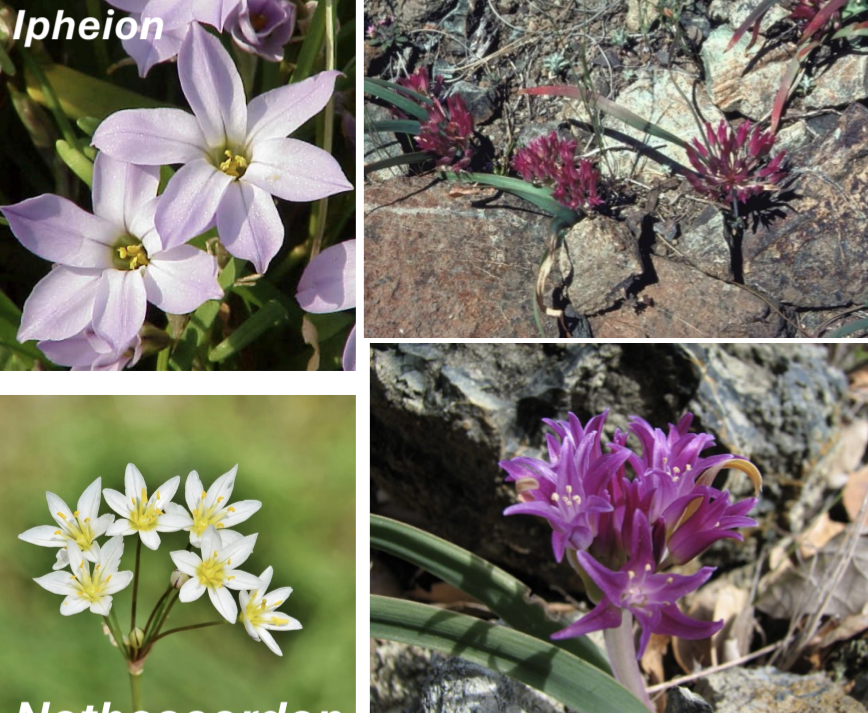 <p>Alliaceae</p>