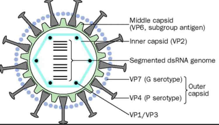 <p>Describe the viral genomes</p>