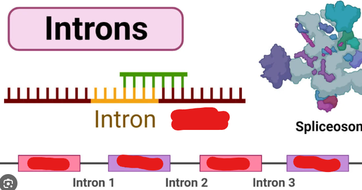 <p>Sequences in a gene and pre-mRNA that code for proteins the initial gene copied codes for i.e. are not introns.</p>
