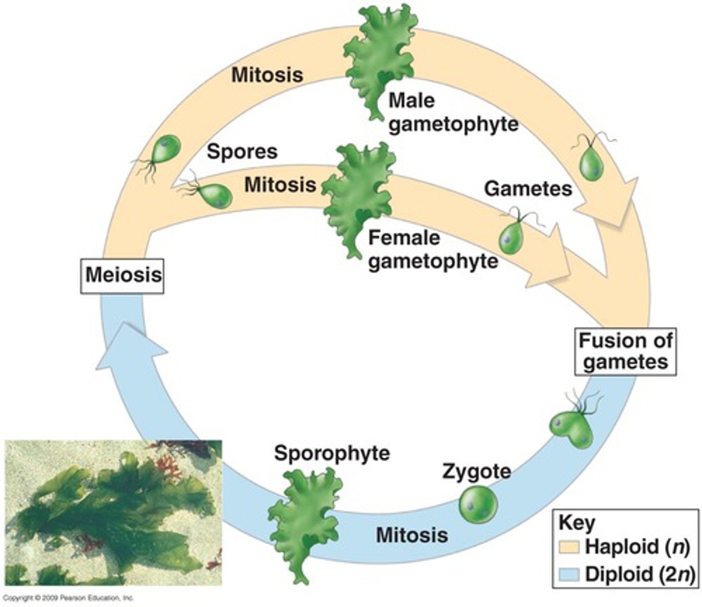 <p>having a multicellular organism in the haploid phase of the life cycle and a multicellular organism in the diploid phase of the life cycle</p>