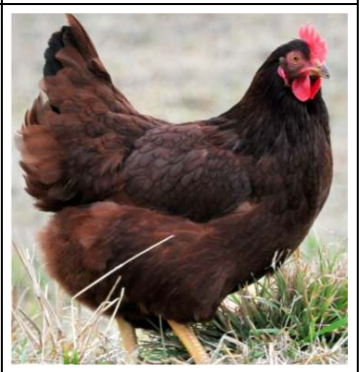 <p>Rhode Island Red</p>
