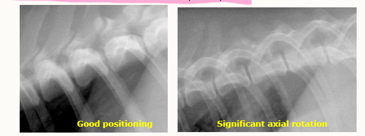 <ul><li><p>caudodorsal rib heads <strong>should be superimposed </strong></p></li></ul><p></p>