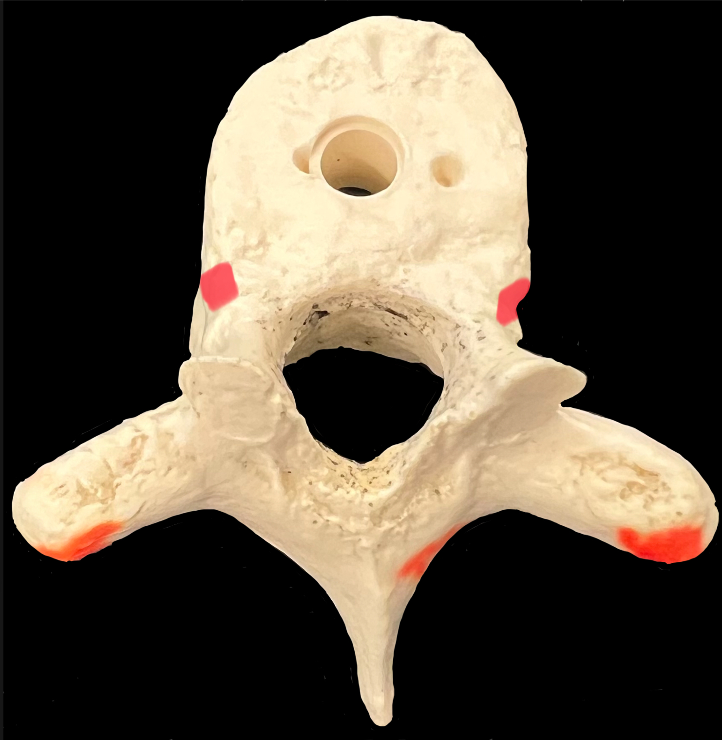 What is highlighted in red?