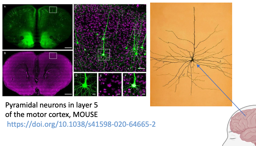 <p>Multipolar neuron typical of the <strong><mark data-color="purple" style="background-color: purple; color: inherit;">cortex</mark></strong></p>