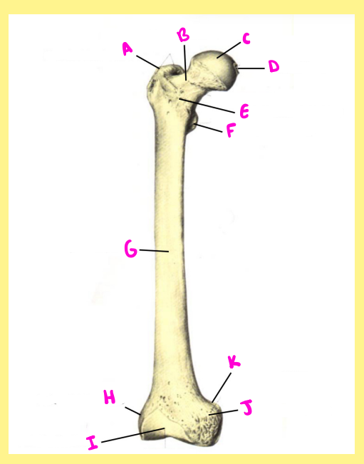 <p><u>Name the following</u>:</p><ul><li><p>Bone?</p></li><li><p>Side?</p></li><li><p>View?</p></li><li><p>E?</p></li></ul><p></p>