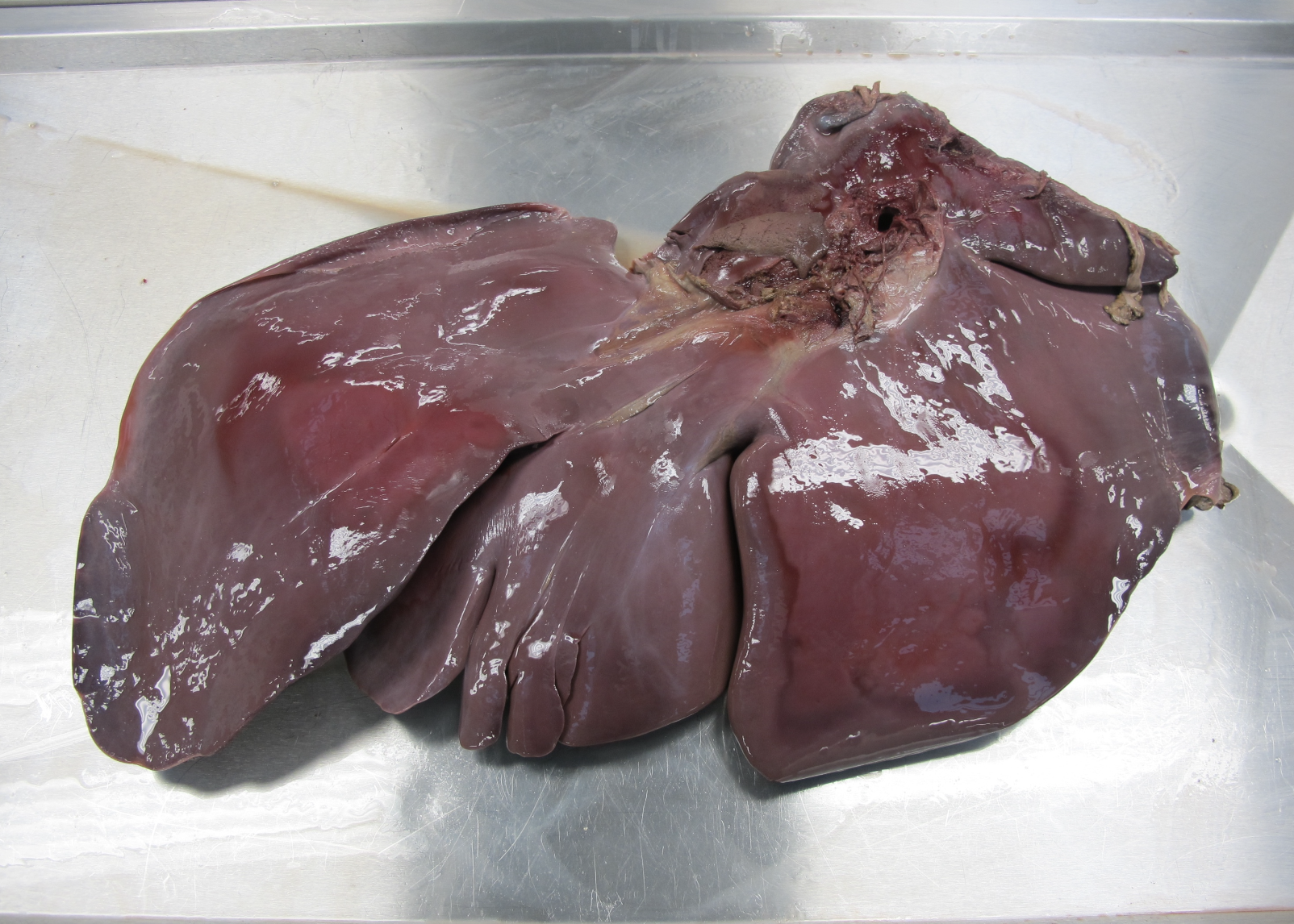 <p>Which species’ liver is shown in this picture? What are its characteristics?</p>