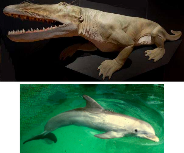 <p>semi-aquatic (Archaeocetes)</p><ul><li><p>crocodile-like lifestyle</p></li></ul><ul><li><p>limbs modified for swimming (webbed feet) but still weight-bearing on land</p></li><li><p>nostrils begin to shift upward on skull (top of snout → like a crocodile)</p></li></ul><p></p><p>fully-aquatic</p><ul><li><p>streamlined body (torpedo-looking)</p></li><li><p>no hair → skin = reduced drag</p></li><li><p>no hind limbs</p></li><li><p>front limbs → flippers</p></li><li><p>compressed and fused vertebrae</p></li><li><p>no external ears or genitalia</p></li></ul><p></p>