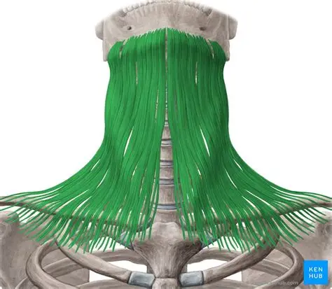 <p>¿Cuál es el músculo, su origen, inserción y función?</p>