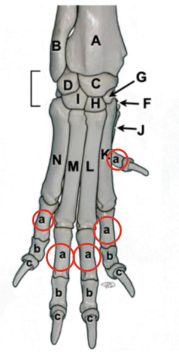 <p>P1, long pastern</p>
