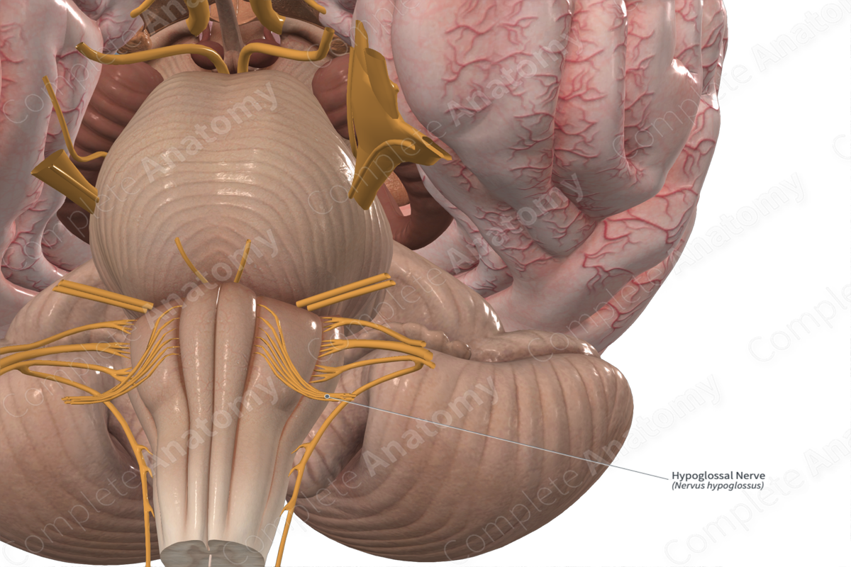 <p>Starts from the hypoglossal nuclei pair in the lower medulla. The 2 nerves travel laterally and ventrally from the respective nucleus. The nerve splits in 2 before exiting the medulla and passes through the hypoglossal canal in the skull's occipital bone</p>