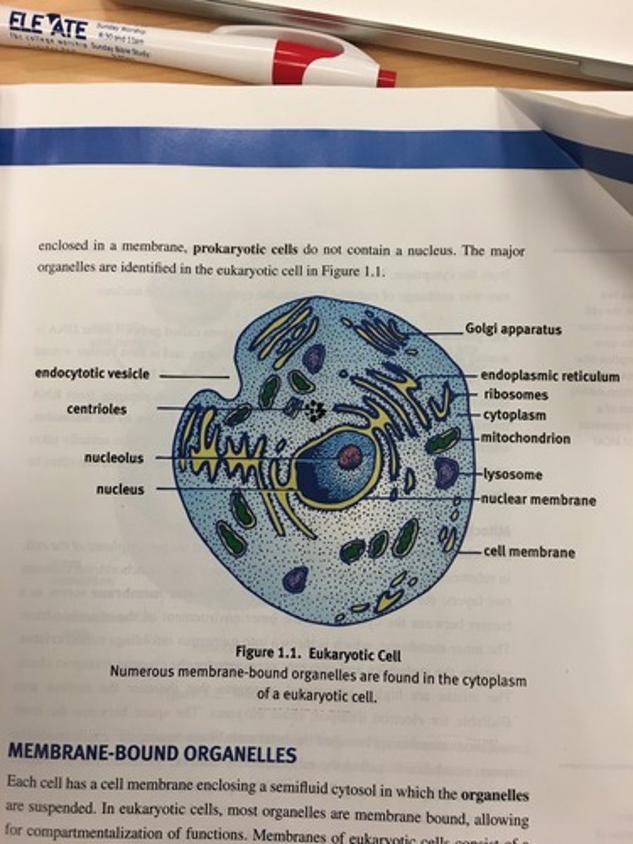 <p>Cells that contain a <mark data-color="yellow" style="background-color: yellow; color: inherit;">true nucleus enclosed in a membrane, including membrane bound organelles</mark>.</p><p>DNA is tightly wrapped around histone proteins in chromosomes in the nucleus.</p><p>Larger and more complex than bacterial cells</p>