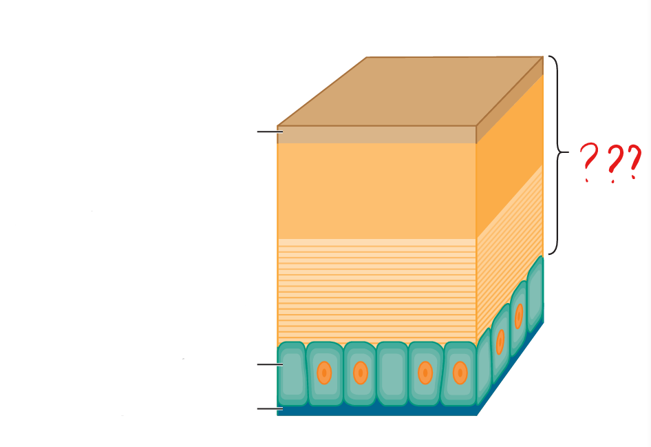 <p>non-living; possessed by all ecdysozoans; secreted by the epidermis; either collagenous or chitinous; hardened in arthropods; provide protection but restricts growth; is shed periodically</p>