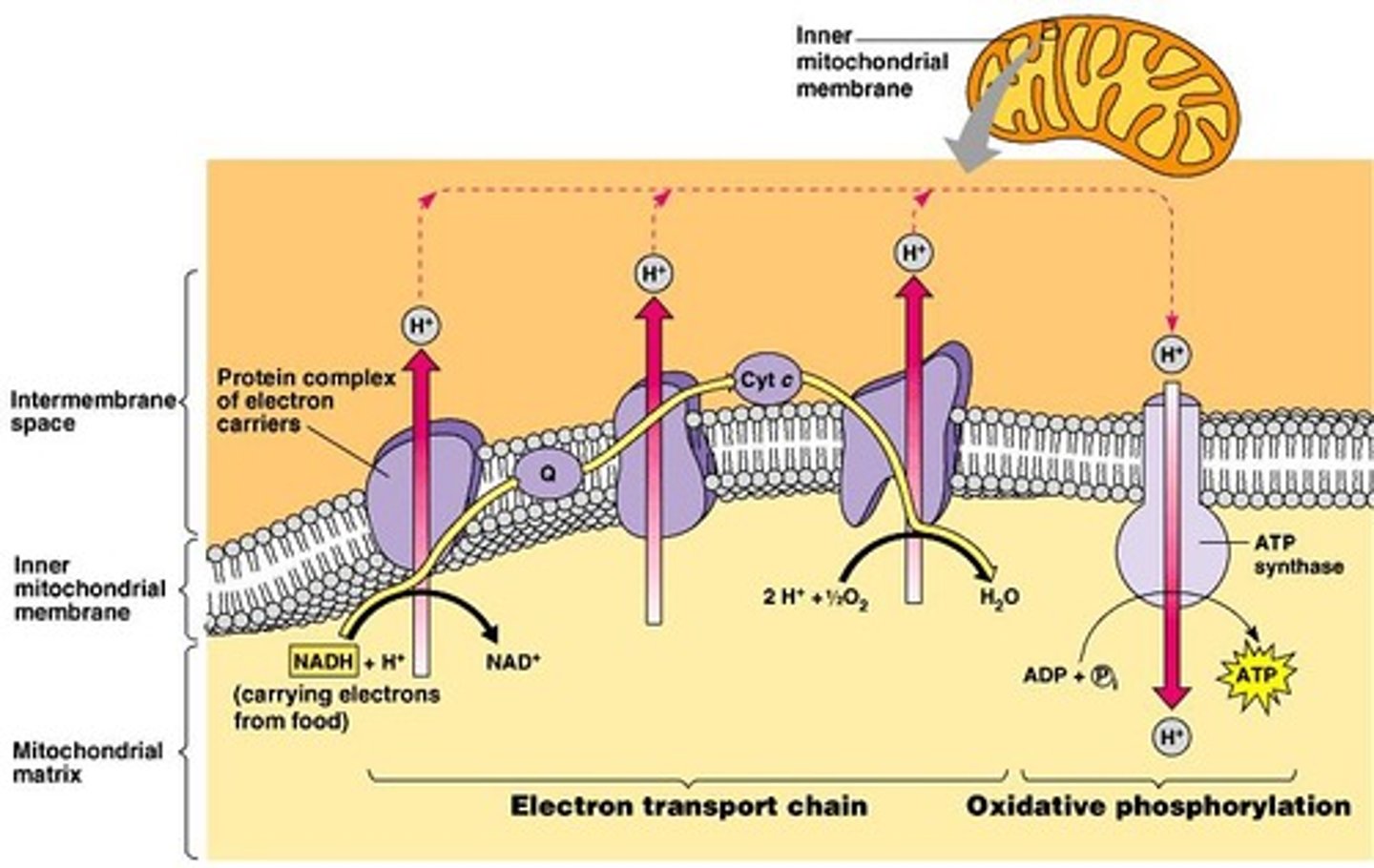 <p>A series of proteins that shuttle electrons through redox reactions to generate ATP.</p>