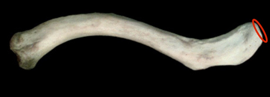 <p>What structure is this?</p>