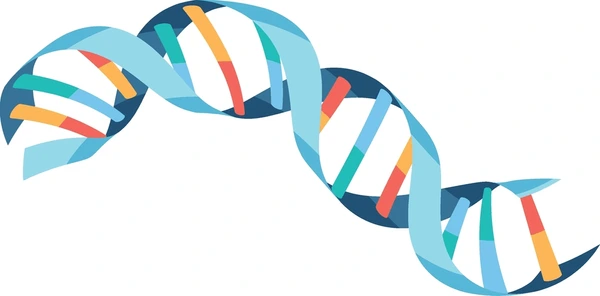 <p>made up of two strands of nucleotides, double helix</p>