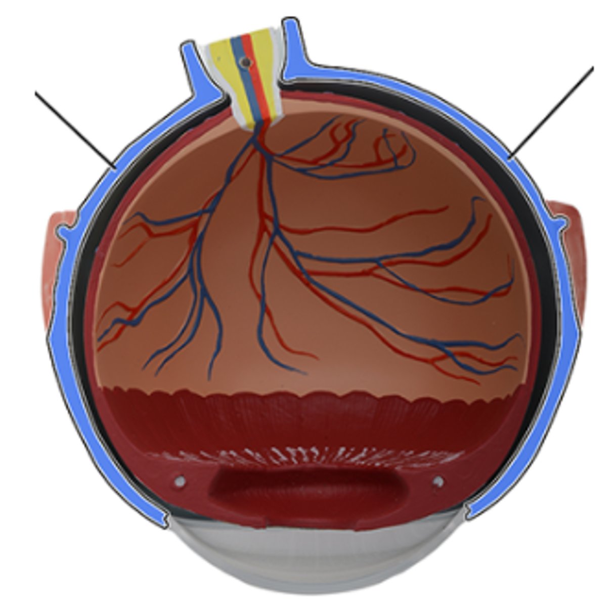 <p>a. Choroid</p><p>b. Sclera</p><p>c. Retina</p><p>d. Ciliary body</p><p>e. Suspensory ligaments</p><p>f. Cornea</p>