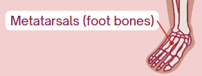 <p>Foot bones / Finger bones </p>