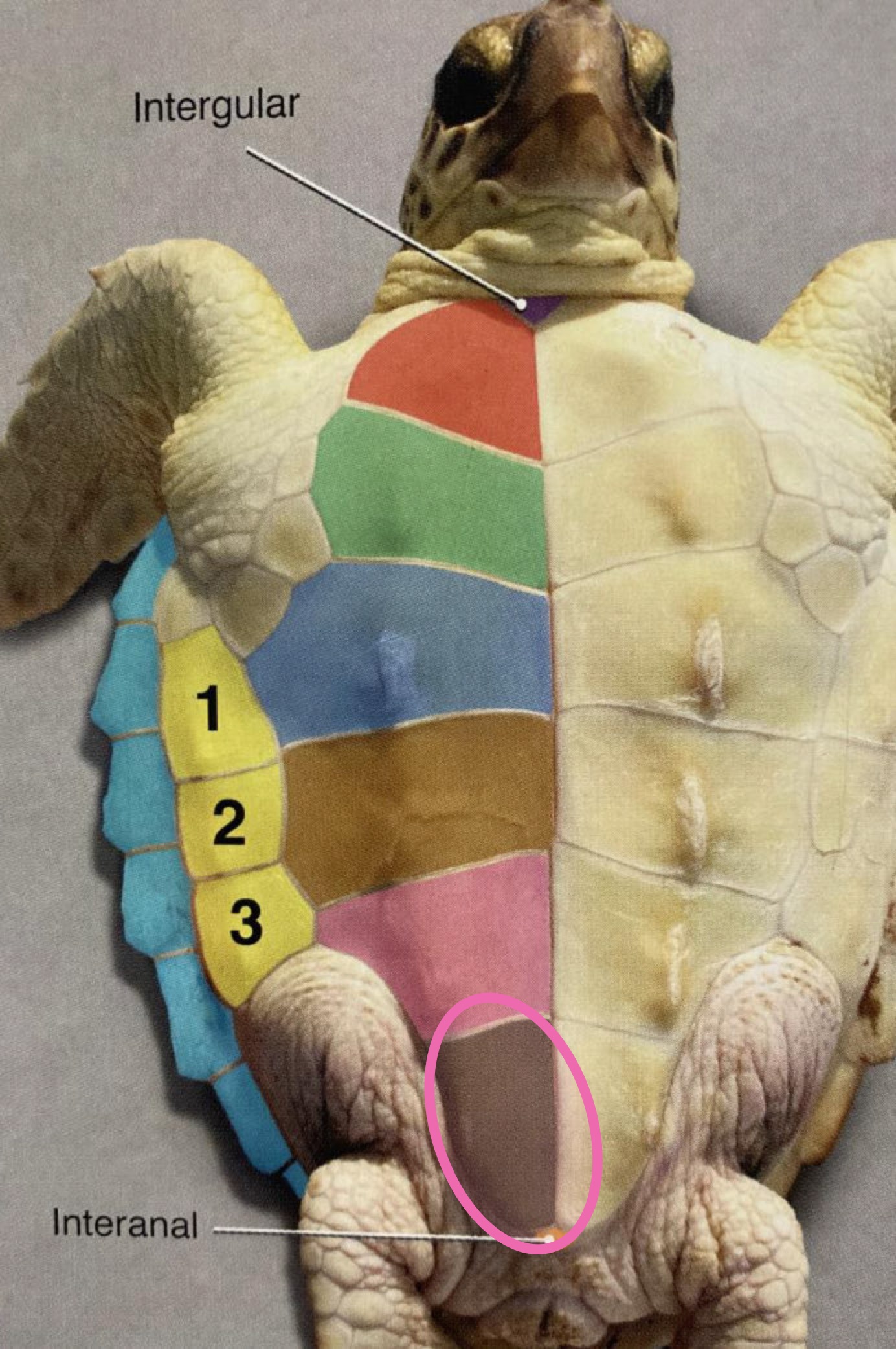 <p>Label the figure</p>
