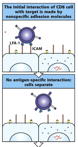 <p>weak integrin adhesion (LFA-1 → ICAM, CD2 → CD58)</p><ul><li><p>effector T cells have more LFA-1 and CD2 on their surfaces</p></li><li><p>the cell disengages if there isn’t a cognate TCR interaction</p></li></ul><p></p>