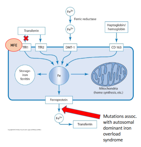 <p>HFE regulates iron absorption from the diet and iron storage.</p><p>Deficiency = iron overload</p>
