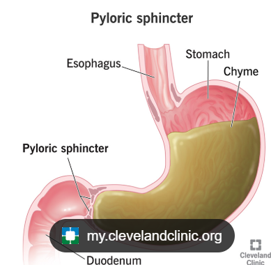 <p>A muscle valve at the bottom of the stomach that controls food moving out.</p>