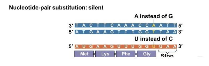 <p>Silent mutations</p>