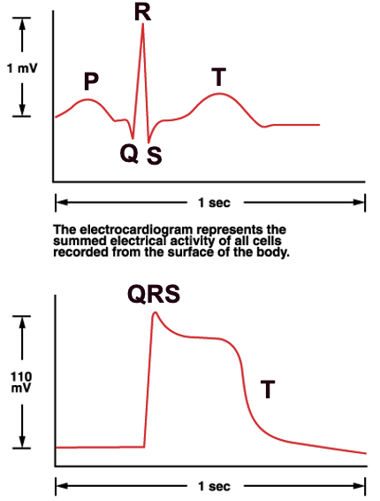 electrocardiogram ECG

what are P, QRS,T