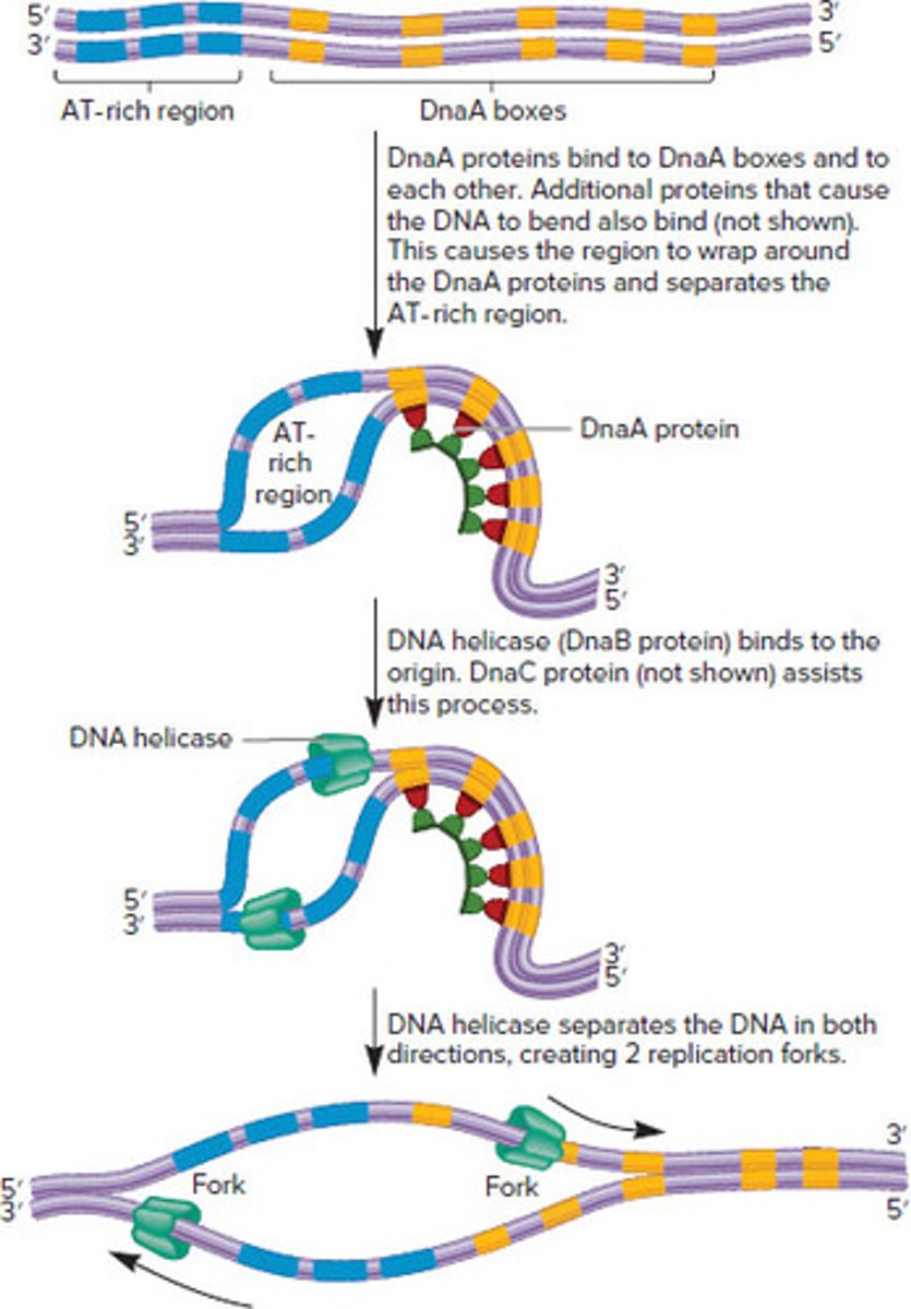 <p>1. DnaA proteins: bind to DnaA box sequences in oriC, and additional DnaA proteins bind to each other</p><p>2. Proteins cause the region to bend around the DnaA proteins and separates to AT-rich region</p><p>(ATs are easier to separate because of two hydrogen bonds instead of three)</p><p>3. DNA Helicase (DnaB protein) and DnaC unwind DNA. Separating the strands in both directions beyond the origin</p><p>(Use ATP for energy to drive strands separation)</p><p>4. DNA helicases travel along DNA 5' to 3' &amp; two replication forks proceed outward from oriC (bidirectional replication)</p>