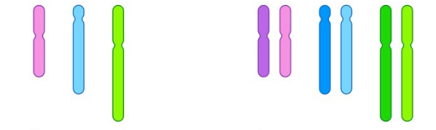 <p>Whats the difference between Diploid and Haploid cells</p>