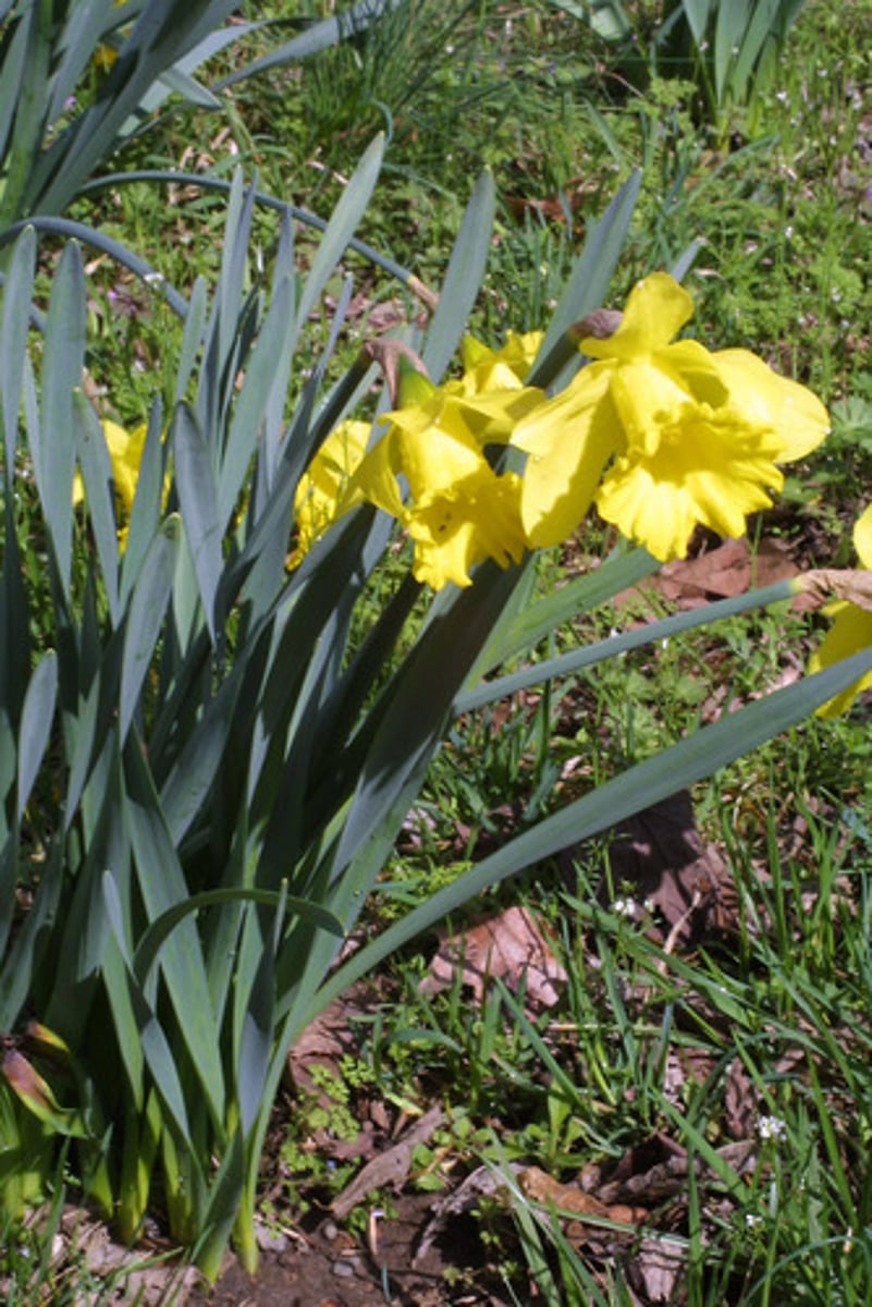 <p>Daffodil</p>