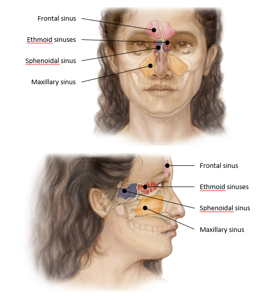 <p>-air filled chambers within the bones of the skull</p><p>-located around the nasal cavity *4 paranasal sinuses *named for which bone they are located</p><p>-possess small openings between sinuses and nasal cavity</p><p>-mucus-lined and air-filled *air moves in from nasal cavity *mucus drains out to nasal cavity</p>