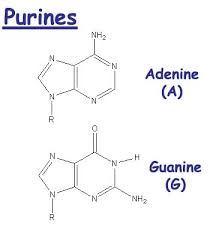 <ul><li><p>adenine </p></li><li><p>guanine</p></li><li><p>double-ring structure</p></li></ul><p></p>