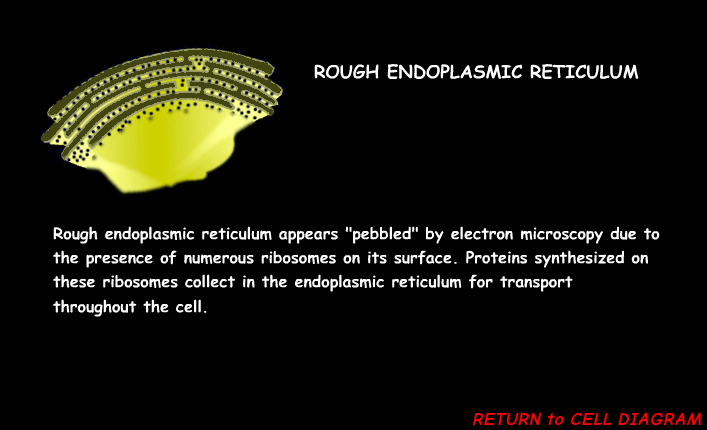 <p><span><span>The main function of the rough endoplasmic reticulum (RER) is the </span></span><mark data-color="unset" style="background-color: unset; color: inherit;">synthesis, folding, modification, and transport of proteins</mark></p>