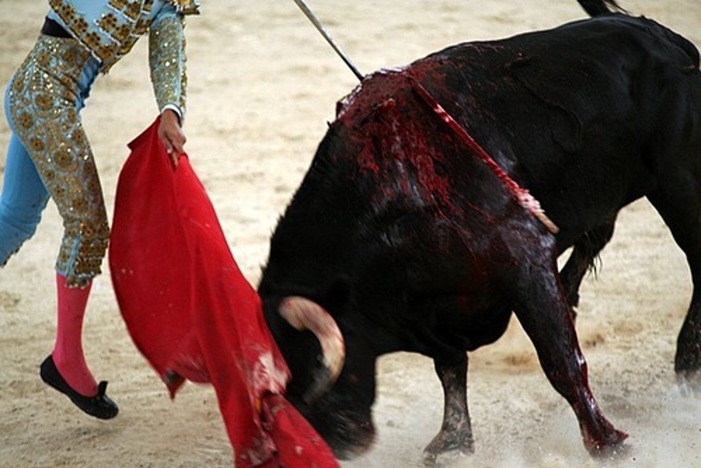 <p>to fight (bulls)</p>