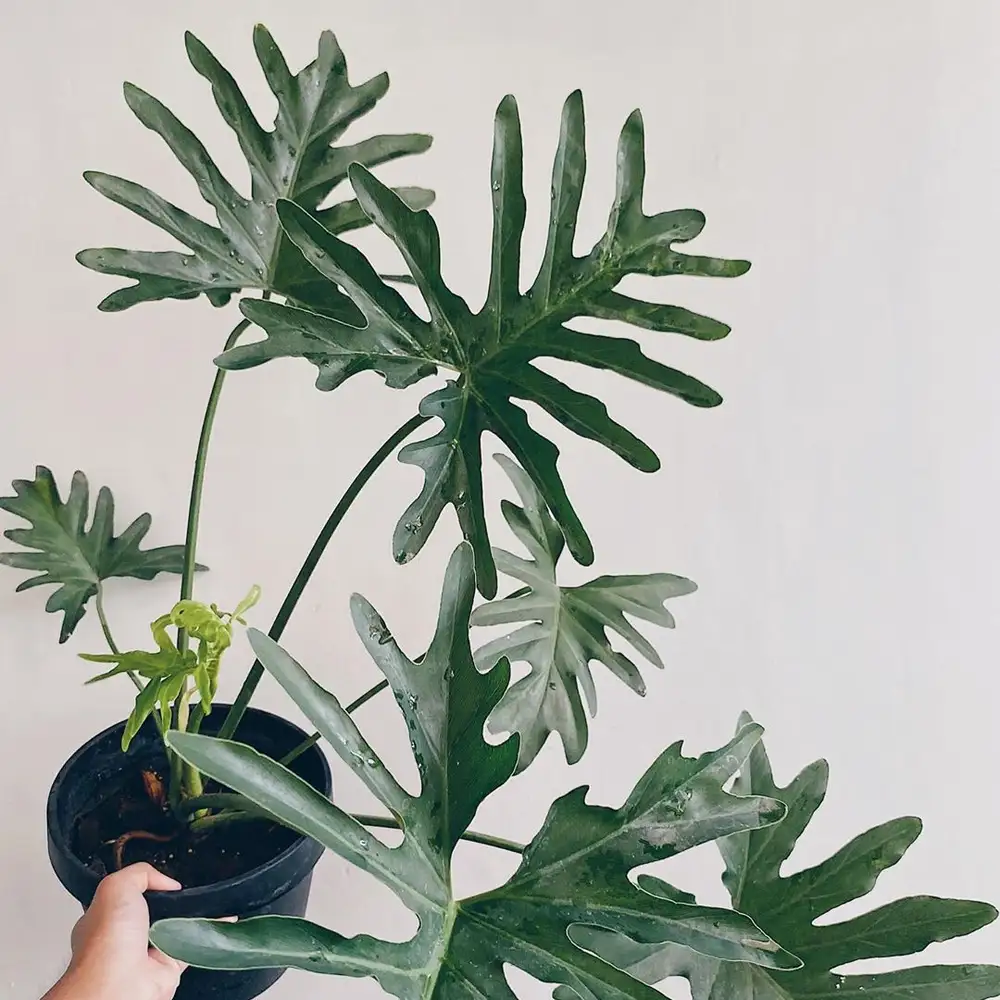 <p>Splitleaf Philodendron</p>
