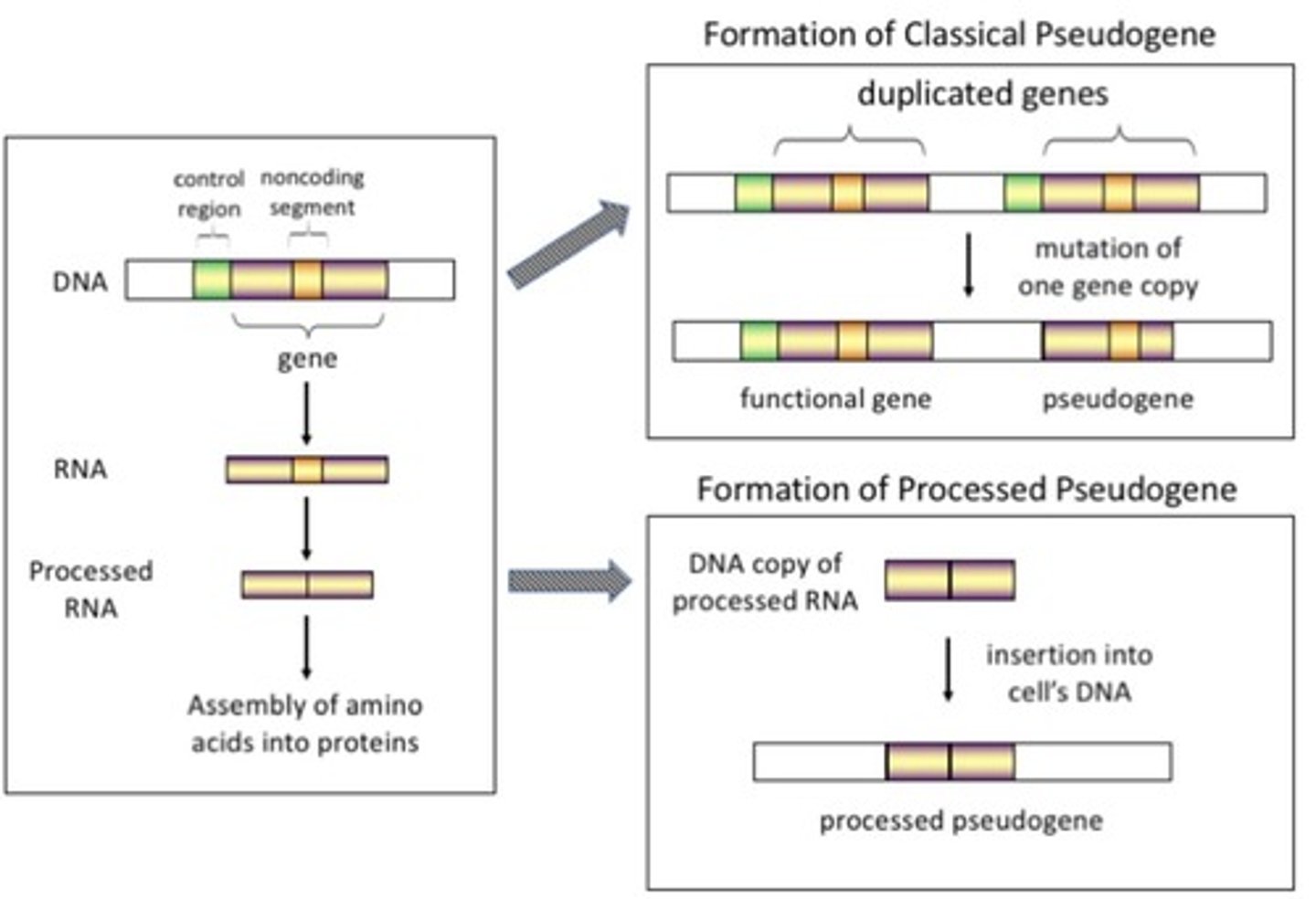 <p>Pseudogenes are genomic sequences that are highly similar to functional protein-coding genes and arise from duplication or retrotransposition events.</p>