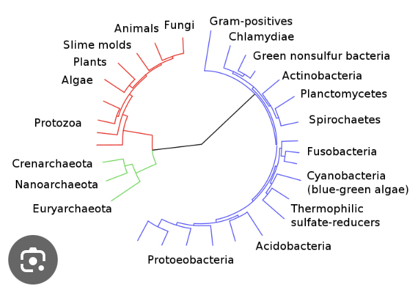 <p>Aristotele divise piante e animali dagli individui più semplici ai più complessi</p><p>i romani raggrupparono animali e piante in genera</p><p>E.Mayr definì il concetto di specie biologica</p><p>Linneo sviluppò un sistema per poter classificare gli esseri viventi in base alla specie morfologica</p>