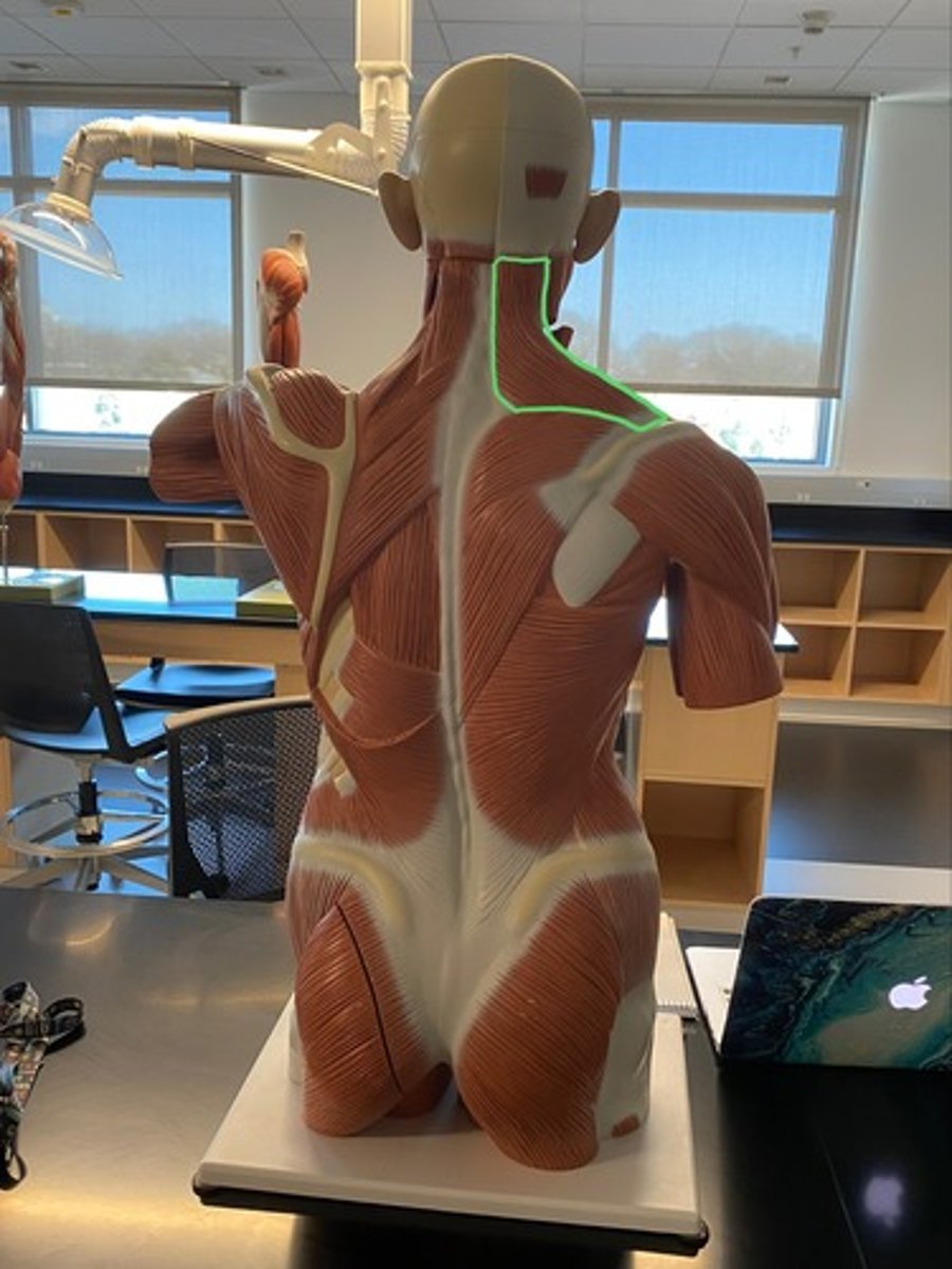 <p>Elevate the scapula and clavicle, extend the head, superiorly rotate the scapula</p>