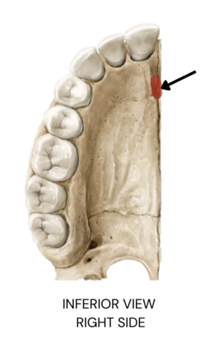 knowt flashcard image