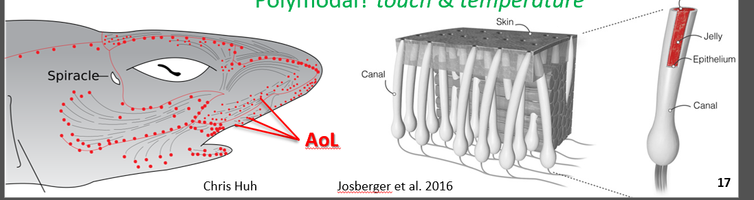 <p>Ampullae of Lorenzini (AoL) </p><p>they detect weak electromagnetic fields + maybe touch and temp </p><p>They go deep into the dermis and open to the water through a large pore </p><p>A conductive gel fills the canal from the external surface pore to the ampullae —- in this is keratin sulfate (the highest conductivity known for biological material) </p>