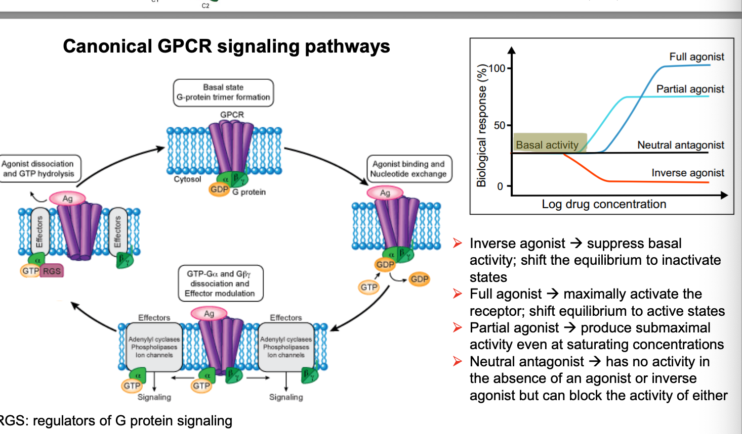 <ul><li><p>inverse agonist → <strong>suppress</strong> basal activity; shift the equilibrium to <strong>inactivate</strong> states</p></li><li><p>full agonist → max. <strong>activate</strong> the receptor; shift equilibrium to active states</p></li><li><p>partial agonist → produce <strong>submaximal</strong> activity even at saturating concentrations</p></li><li><p>neutral antagonist → has NO activity in the absence of an agonist or inverse agonist but can <strong>block</strong> the activity of either</p></li></ul><p></p>
