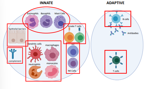 <ul><li><p>epithelial barriers</p></li><li><p>phagocytes</p><ul><li><p>neutrophils, monocytes, macrophages, dendritic cells</p></li></ul></li><li><p>type II immunity</p><ul><li><p>mast cells, eosinophils, basophils</p></li></ul></li><li><p>lymphoid cells</p><ul><li><p>ILC1-3 &amp; NK cells</p></li></ul></li><li><p>innate T cells</p><ul><li><p>NKT cells, MAIT cells, γδ T cells</p></li></ul></li><li><p>complement</p></li></ul><p></p>