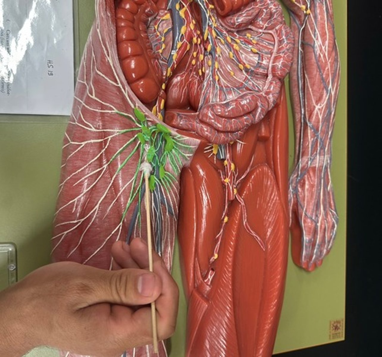 knowt flashcard image