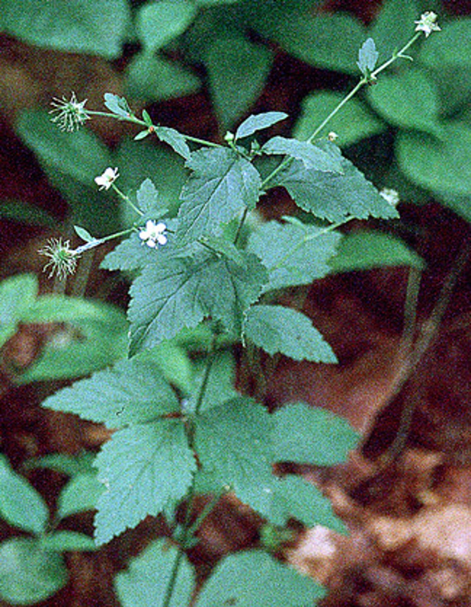 <p>White avens</p>