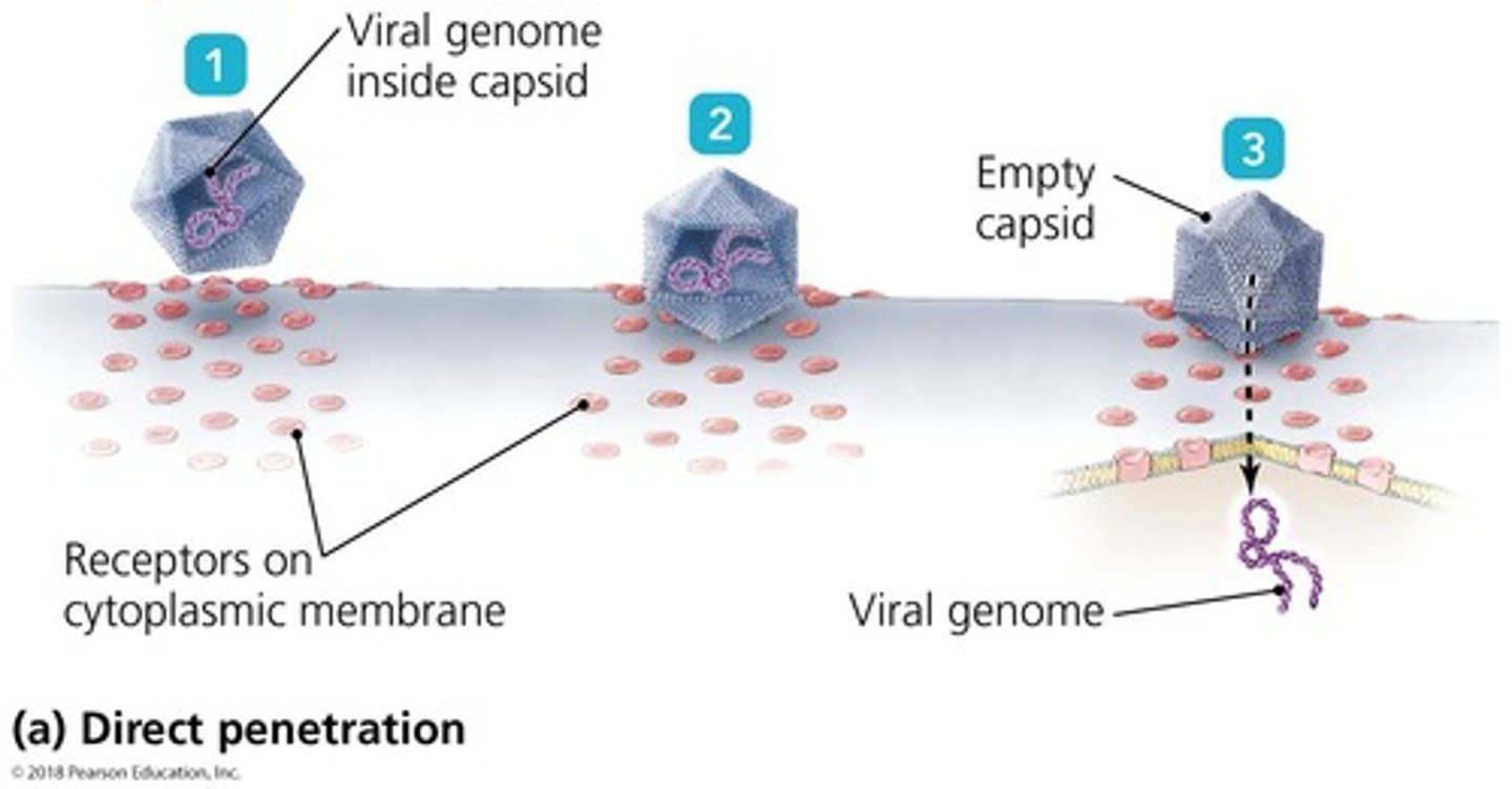 <p>Direct penetration, membrane fusion, and endocytosis.</p>