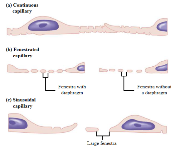 <ul><li><p><span style="color: rgb(0, 0, 0);"><span>Thin walled vessels one endothelial cell thick. Supported by a basement membrane. Contain no smooth muscle or elastic fibers</span></span></p></li><li><p><span style="color: rgb(0, 0, 0);"><span>Function in the rapid exchange of material between the blood and the interstitial fluid</span></span></p></li><li><p><span style="color: rgb(0, 0, 0);"><span>Adjacent endothelial cells are joined laterally by tight junctions but leave gaps of</span></span><span style="color: rgb(0, 0, 0);"><br></span><span style="color: rgb(0, 0, 0);"><span>unjoined membrane called intercellular clefts (act as channels or water-filled spaces between endothelial cells through which small water-soluble substances can pass)</span></span></p></li><li><p><span style="color: rgb(0, 0, 0);"><span>May have fused-vesicle channels; Endothelial cells contain large numbers of endocytic and exocytic vesicles which fuse together to form continuous vesicular channels across the cell</span></span></p></li><li><p><span><span>3 types of capillaries: continuous capillary, fenestrated capillary, sinusoidal capillary</span></span></p></li><li><p><span style="color: rgb(0, 0, 0);"><span>Continuous capillaries: Uninterrupted/complete endothelium and continuous basement membrane (basal lamina)</span></span><span style="color: rgb(0, 0, 0);"><br></span><span style="color: rgb(0, 0, 0);"><span>- Tight junctions between adjacent endothelial cells. Often incomplete in capillaries, leaving intercellular clefts that allow for the exchange of water and other very small molecules between the blood plasma and the interstitial fluid</span></span><span style="color: rgb(0, 0, 0);"><br></span><span style="color: rgb(0, 0, 0);"><span>- Have the lowest permeability of all capillary types allowing the exchange of</span></span><span style="color: rgb(0, 0, 0);"><br></span><span style="color: rgb(0, 0, 0);"><span>water, small solutes, and lipid-soluble material only</span></span><span style="color: rgb(0, 0, 0);"><br></span><span style="color: rgb(0, 0, 0);"><span>- Plasma proteins, other large molecules, platelets and blood cells cannot pass</span></span><span style="color: rgb(0, 0, 0);"><br></span><span style="color: rgb(0, 0, 0);"><span>through continuous capillaries</span></span><span style="color: rgb(0, 0, 0);"><br></span><span style="color: rgb(0, 0, 0);"><span>- Found in most tissues</span></span><span style="color: rgb(0, 0, 0);"><br></span><span style="color: rgb(0, 0, 0);"><span>- Pericytes: lie external to the endothelium; may help stabilize the walls of</span></span><span style="color: rgb(0, 0, 0);"><br></span><span style="color: rgb(0, 0, 0);"><span>blood vessels and help regulate blood flow through capillaries</span></span></p></li><li><p><span style="color: rgb(0, 0, 0);"><span>Fenestrated capillaries: Endothelial cells have numerous fenestra or pores</span></span><span style="color: rgb(0, 0, 0);"><br></span><span style="color: rgb(0, 0, 0);"><span>- Fenestra → membrane-lined cylindrical conduits that run completely through the endothelial cell, from the capillary lumen to the interstitial space</span></span><span style="color: rgb(0, 0, 0);"><br></span><span style="color: rgb(0, 0, 0);"><span>- Surrounded by an intact or complete basement membrane</span></span><span style="color: rgb(0, 0, 0);"><br></span><span style="color: rgb(0, 0, 0);"><span>- Fenestra or pores allow for the rapid exchange of water and solutes, including</span></span><span style="color: rgb(0, 0, 0);"><br></span><span style="color: rgb(0, 0, 0);"><span>larger solutes such as small peptides</span></span><span style="color: rgb(0, 0, 0);"><br></span><span style="color: rgb(0, 0, 0);"><span>- Found in tissues where capillaries are highly permeable, such as endocrine organs, the choroid plexus, the GI tract and the kidneys</span></span><span style="color: rgb(0, 0, 0);"><br></span><span style="color: rgb(0, 0, 0);"><span>- Lipid-insoluble molecules may move through intercellular clefts as well as</span></span><span style="color: rgb(0, 0, 0);"><br></span><span style="color: rgb(0, 0, 0);"><span>through the fenestrae</span></span><span style="color: rgb(0, 0, 0);"><br></span><span style="color: rgb(0, 0, 0);"><span>- Fenestrae make this type of capillary much more permeable than continuous</span></span><span style="color: rgb(0, 0, 0);"><br></span><span style="color: rgb(0, 0, 0);"><span>capillaries</span></span></p></li><li><p><span style="color: rgb(0, 0, 0);"><span>Sinusoids (sinusoidal capillaries): Large diameter, flattened and irregularly shaped. Called discontinuous capillaries</span></span></p><p><span style="color: rgb(0, 0, 0);"><span>- Have very large fenestrae and large gaps between adjacent endothelial cells</span></span><span style="color: rgb(0, 0, 0);"><br></span><span style="color: rgb(0, 0, 0);"><span>- Basement membrane very thin or absent</span></span><span style="color: rgb(0, 0, 0);"><br></span><span style="color: rgb(0, 0, 0);"><span>- Allow the free exchange of water and solutes, including large substances such as red blood cells, cell debris, and plasma proteins</span></span><span style="color: rgb(0, 0, 0);"><br></span><span style="color: rgb(0, 0, 0);"><span>- Found only in liver, bone marrow and spleen</span></span></p></li></ul><p></p>